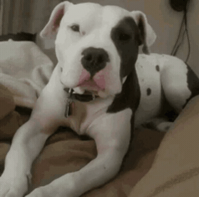 Black And White Dog Lying On Bed GIF
