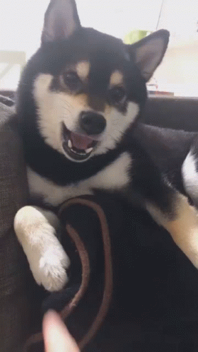 Black And White Dog Lying On Couch GIF