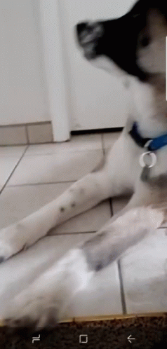 Black And White Dog Lying On Floor GIF
