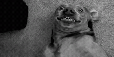 Black And White Dog Making Funny Face Looking Up GIF