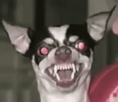Black And White Dog Making Funny Face GIF