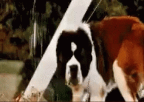 Black And White Dog Next To Brown Dog GIF