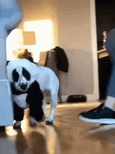 Black And White Dog Next To Person's Feet GIF