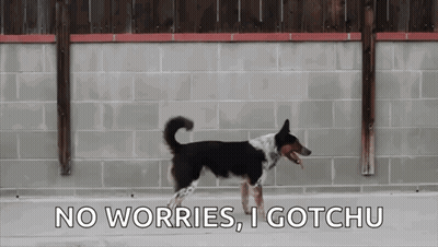 Black And White Dog No Worries I Gotchu GIF