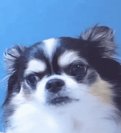 Black And White Dog On Blue Background Looking At Camera GIF