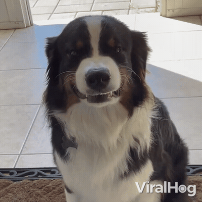 Black And White Dog On Viralhog Door Mat GIF