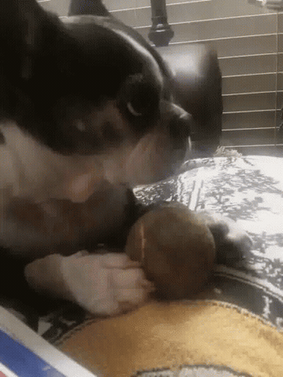 Black And White Dog Playing With Ball On Bed GIF