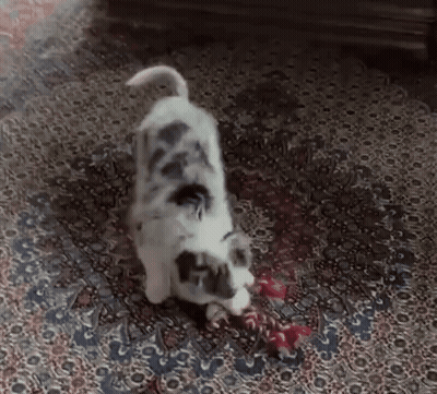 Black And White Dog Playing With Red Toy On Rug GIF