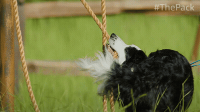 Black And White Dog Playing With Rope #Thepack GIF