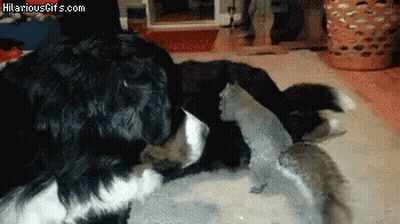 Black And White Dog Playing With Squirrel GIF