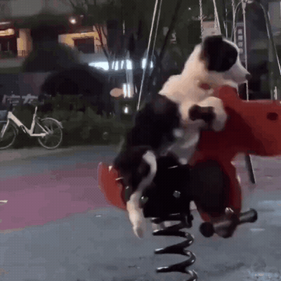 Black And White Dog Riding Red And White Spring Ride GIF