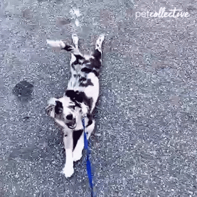 Black And White Dog Rolling On Back On Leash GIF