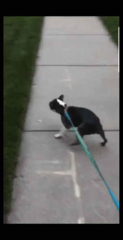 Black And White Dog Running On Leash GIF