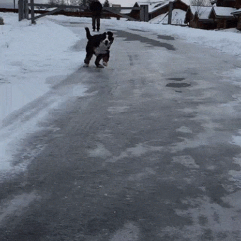 Black And White Dog Running Snow Road GIF