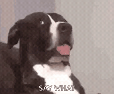 Black And White Dog Saying Say What GIF