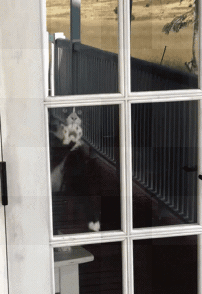 Black And White Dog Sitting Behind Glass Door GIF