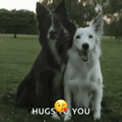Black And White Dog Sitting Hugs To You GIF