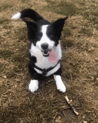 Black And White Dog Sitting In Grass With Tongue Out GIF