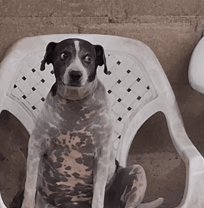 Black And White Dog Sitting In Plastic Chair GIF