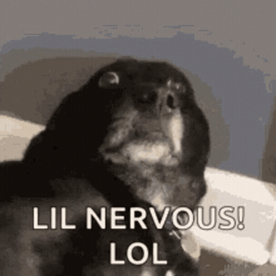 Black And White Dog Sitting On Bed Lil Nervous Lol GIF
