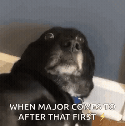 Black And White Dog Sitting On Bed Looking At Camera GIF