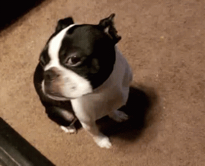 Black And White Dog Sitting On Carpet Looking Up GIF