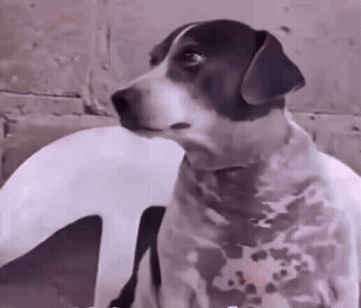 Black And White Dog Sitting On Chair Looking At Camera GIF