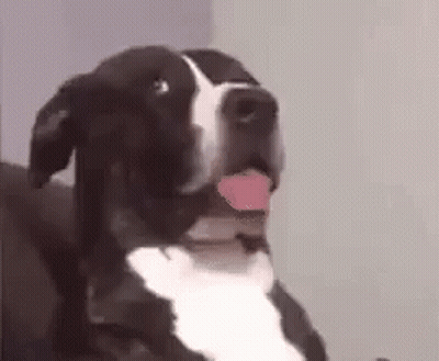 Black And White Dog Sitting On Couch With Tongue Out GIF