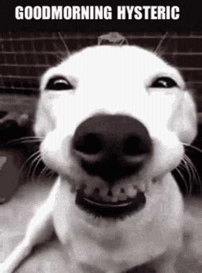 Black And White Dog Smiling Good Morning Hysteric GIF