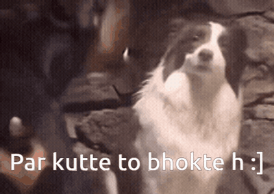 Black And White Dog Standing In Front Of Sign Saying Par Kutte To Bhokte H GIF