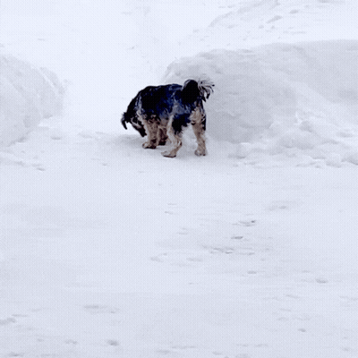 Black And White Dog Standing In Snow GIF