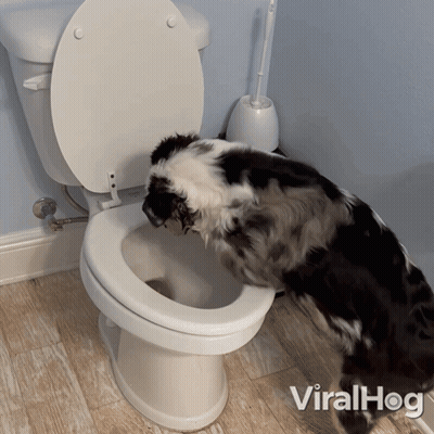 Black And White Dog Standing Next To Toilet Viralhog GIF