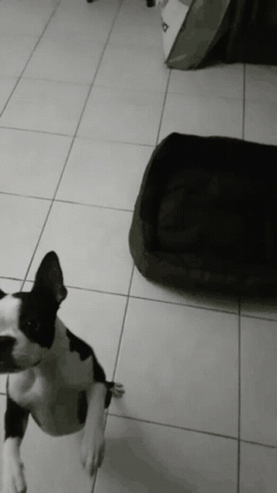 Black And White Dog Standing On Tiled Floor GIF