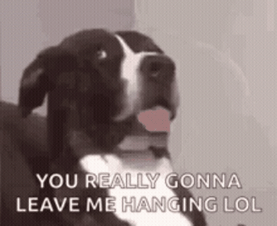 Black And White Dog Sticking Tongue Out Saying You Really Gonna Leave Me Hanging Lol GIF