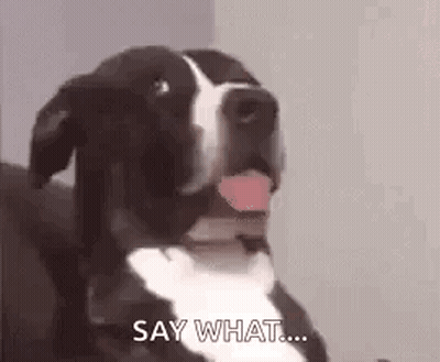 Black And White Dog Tongue Out Saying What GIF