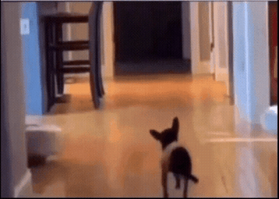 Black And White Dog Walking Down Hallway GIF