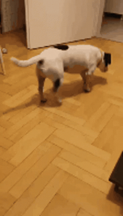 Black And White Dog Walking Next To Remote Control GIF