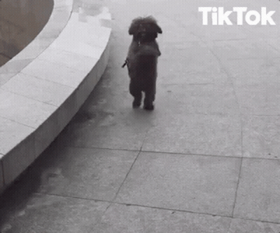 Black And White Dog Walking On Sidewalk TikTok GIF