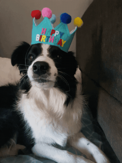 Black And White Dog Wearing Happy Birthday Crown GIF