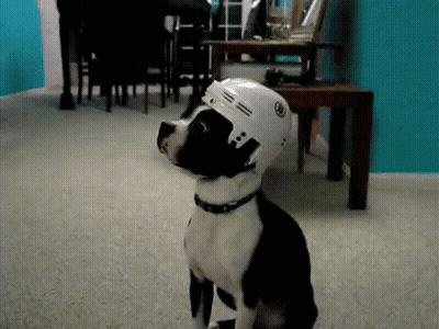 Black and White Dog Wearing White Helmet