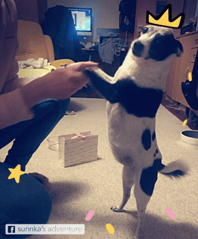Black And White Dog With Crown Standing GIF