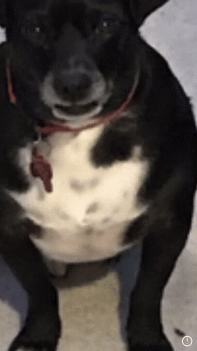 Black And White Dog With Red Collar And Tag GIF