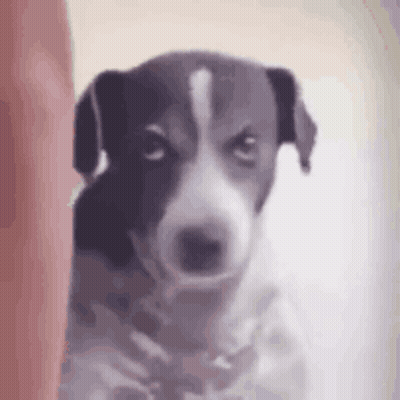 Black And White Dog With Sad Look GIF