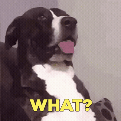 Black And White Dog With Tongue Out Saying What GIF
