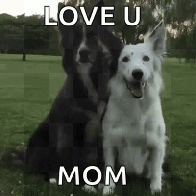 Black And White Dogs Love U Mom GIF