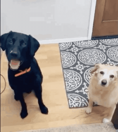 Black And White Dogs Standing Together GIF