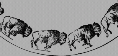 Black And White Drawing Of Bison Walking On Curve GIF