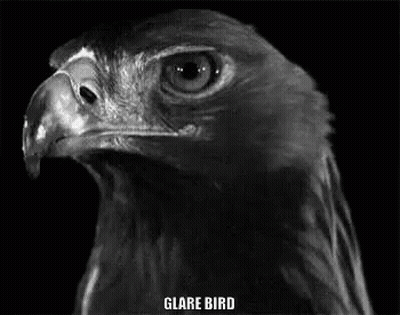 Black And White Eagle Head Saying Glare Bird GIF