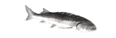 Black And White Fish Swimming Sticker