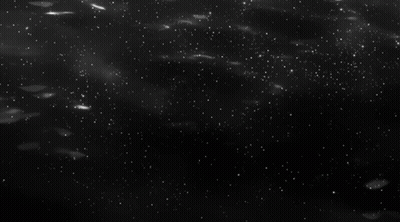 Black and White Flowers Floating